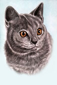 Russian Blue